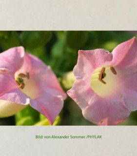 Bild_Spagyrik_nach_Phylak_Alexander_Sommer